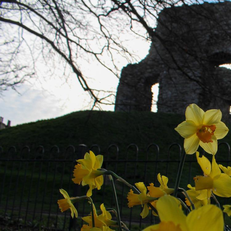 castle and flower